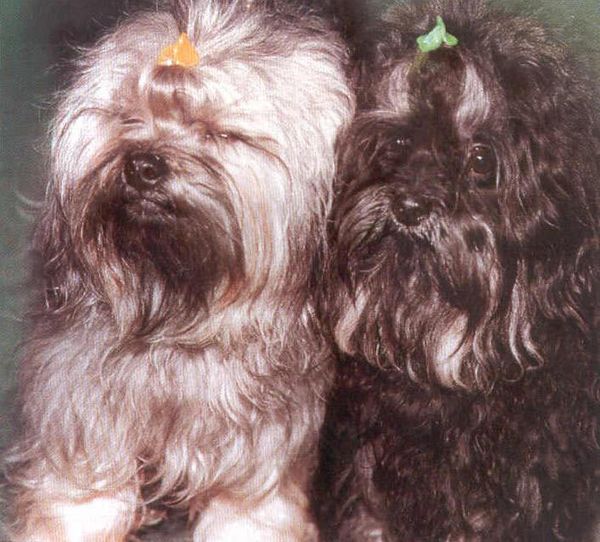 Болонка Болонка