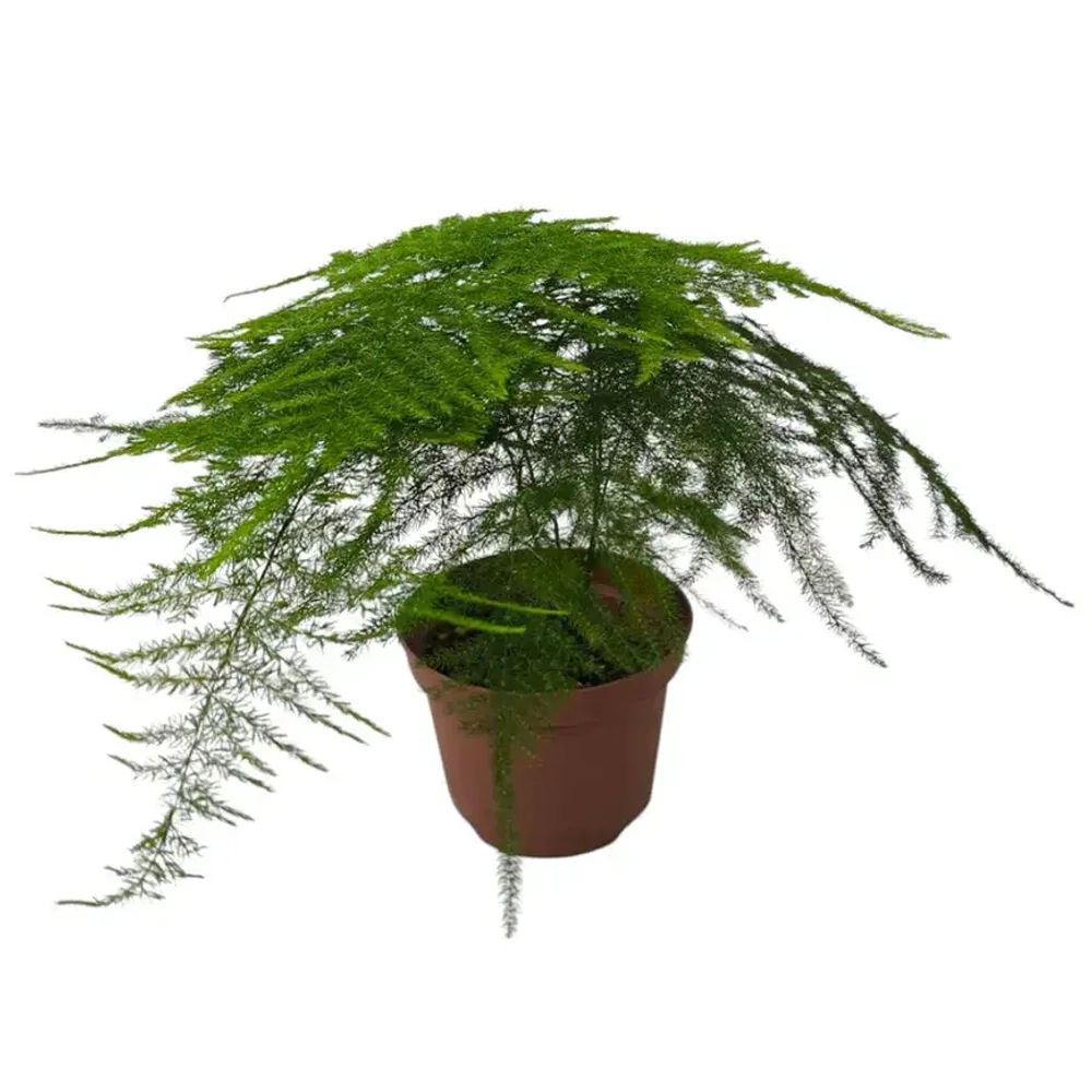 Аспарагус перистый