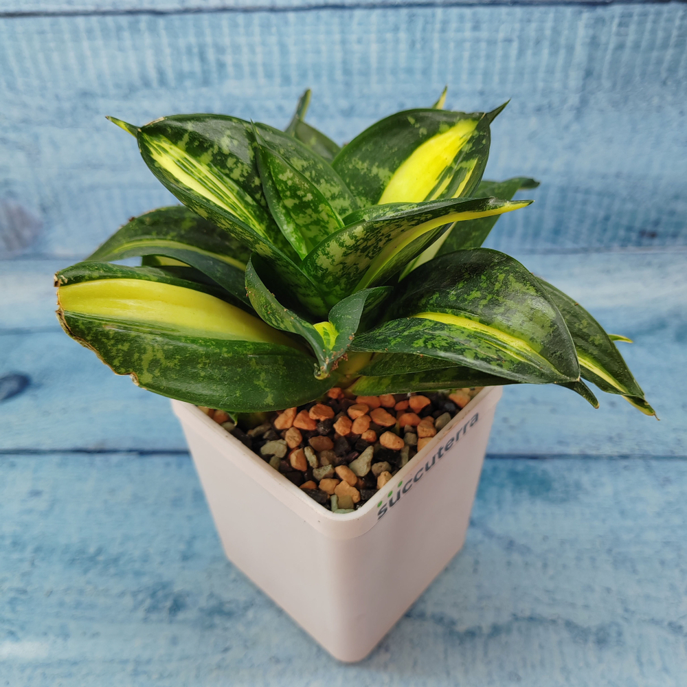 Sansevieria Hahnii 'Spiral Star' (Сансевиерия)