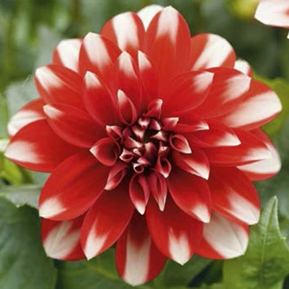 Георгин Dalaya MAXI Merida