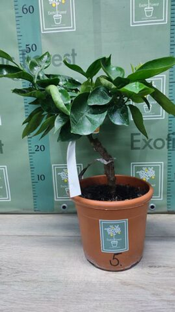 C. deliciosa “Sweet Sicily”