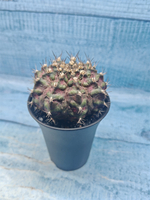 Gymnocalycium T-Rex Pink hybrid (Гимнокалициум T-rex)