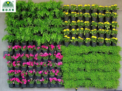 Вертикальная панель для растений с системой капельного полива Ботанический сад