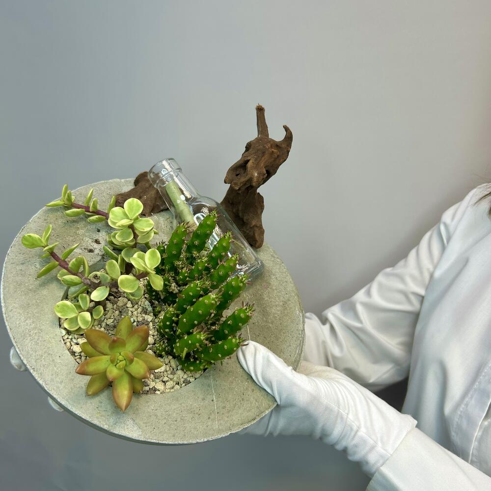 «Забытое послание» композиция из суккулентов в бетоне