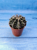 Gymnocalycium Friedrichii (Гимнокалициум)