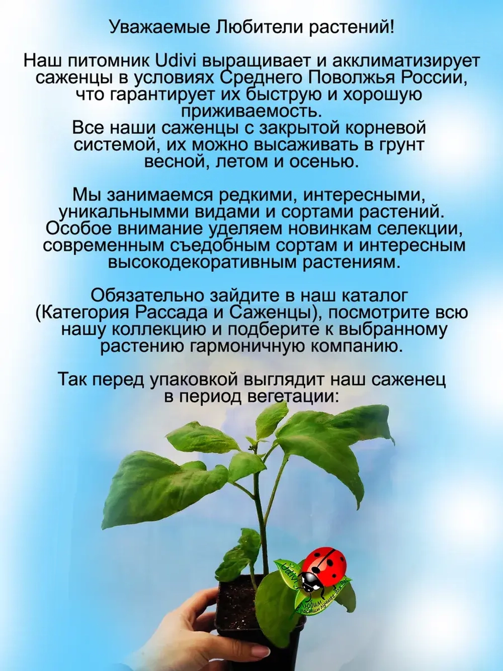 Паслён Санберри Солнечная ягода