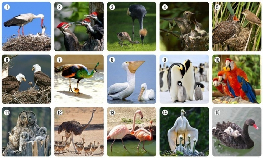 Ми-Ми-Мемо: Птицы