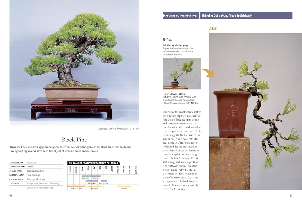 Bonsai master class