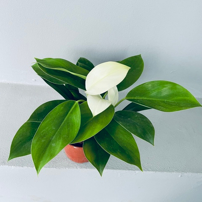 Филодендрон "Вайт Конго"