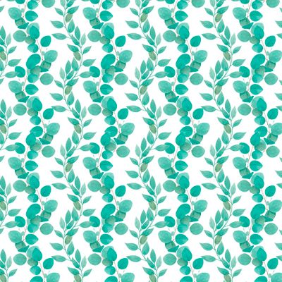 Ветки эвкалипта