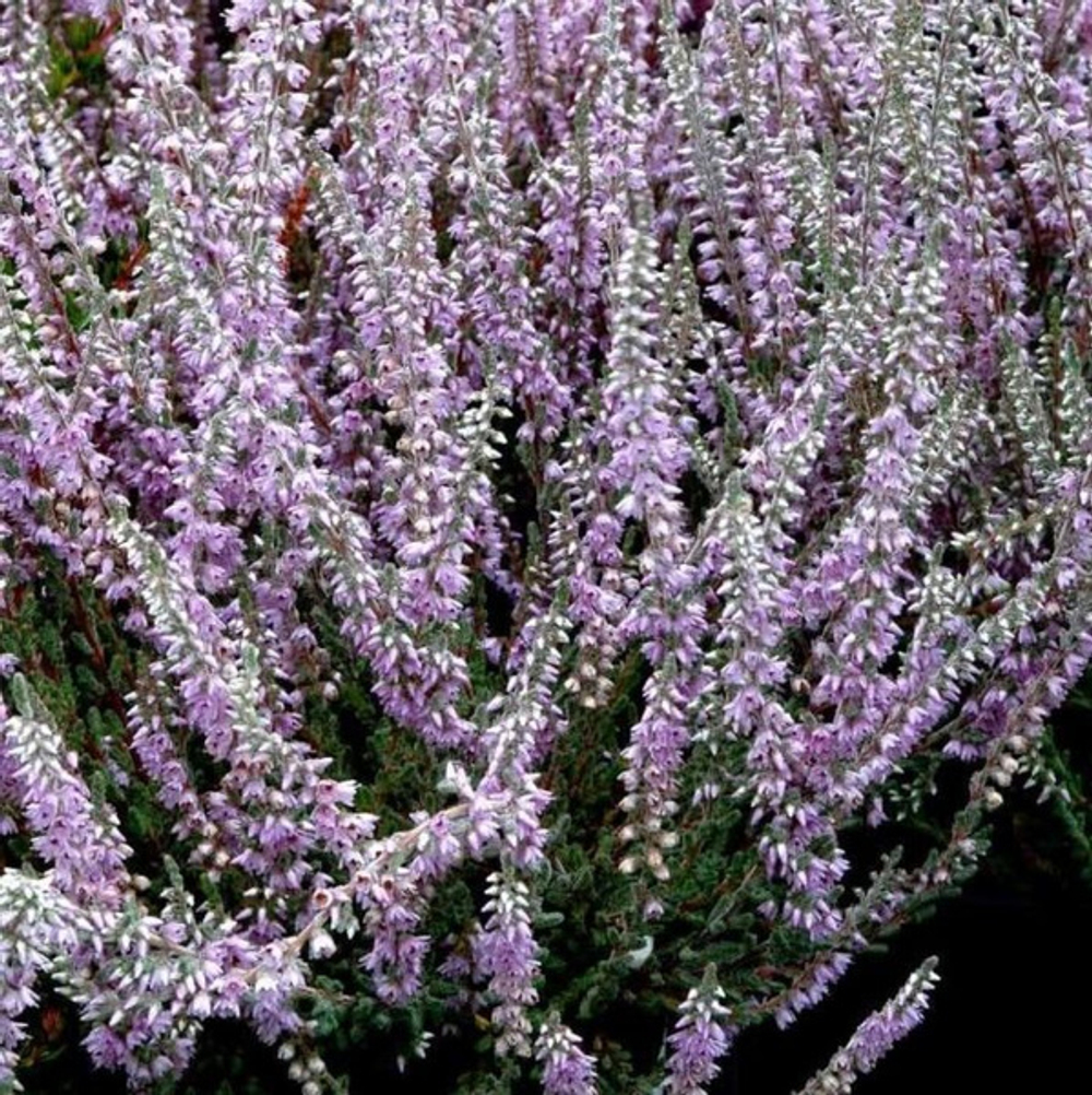 Вереск Сильвер Найт Р9 Закупка М45 апрель 2026