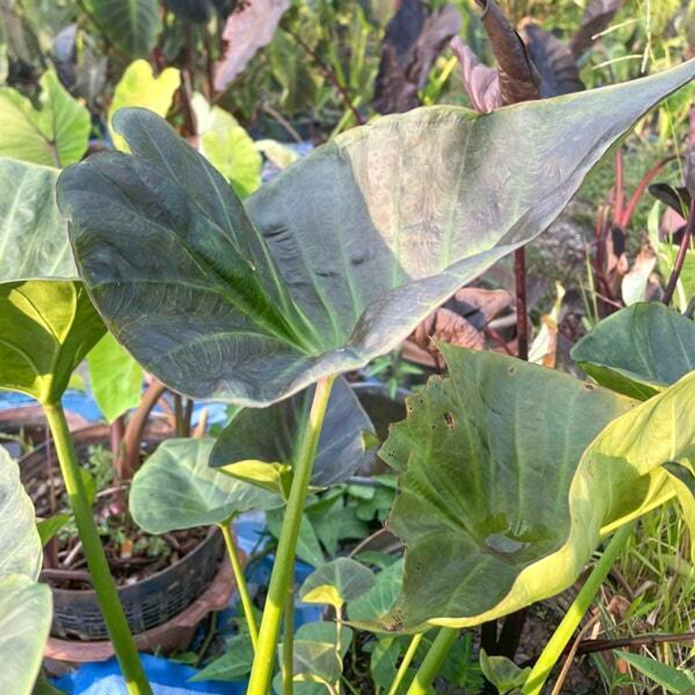 Колоказия RONGKLA