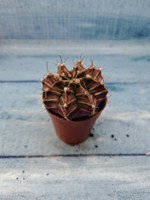 Gymnocalycium Friedrichii (Гимнокалициум)