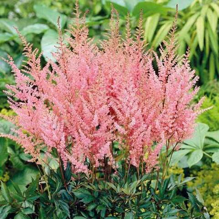 Астильба арендса "Erika". Astilba arendsii "Erika".