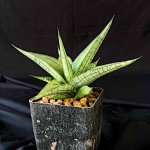 Сансевиерия COMET