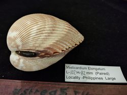 Кардиум Элонгатум "95-110мм" парный