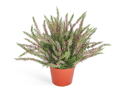 Эрика (вереск) куст большой (пластик) нежно-розовый в-35 см в горшке 6/24 20.5938N