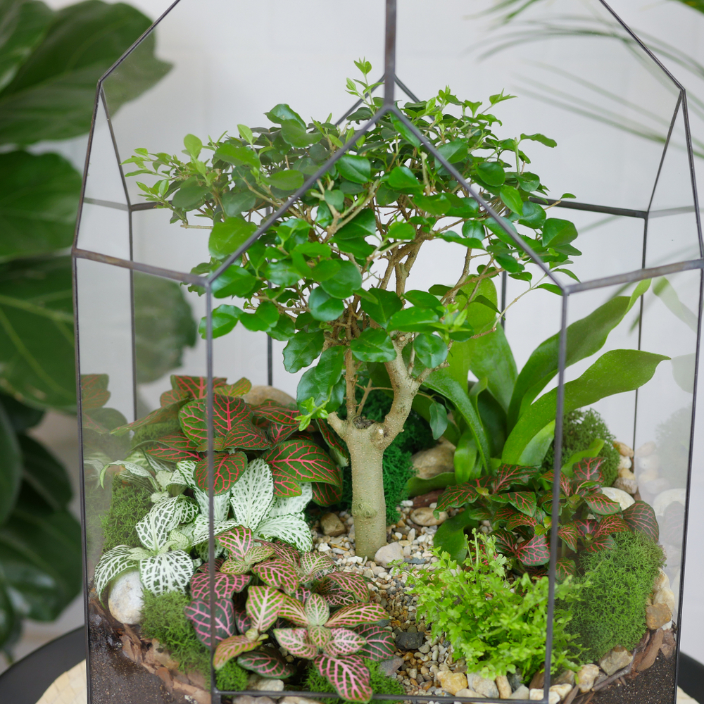 Готовый флорариум бонсай Лигуструм Бонсариум XL