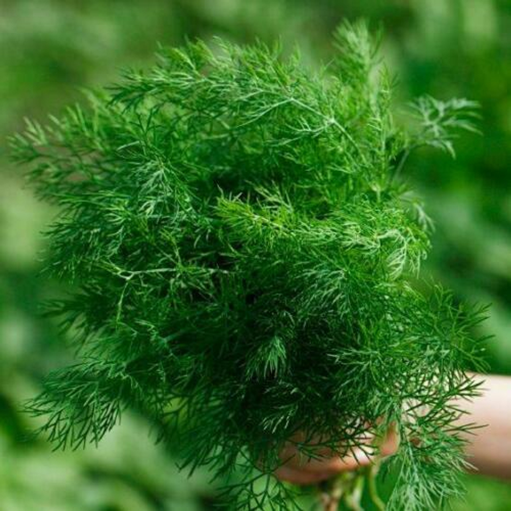 Укроп Пушистый пучок 2г Б Марс