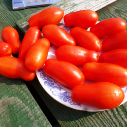 Помидоры Fingers of Naples - Дамские Пальчики из Неаполя