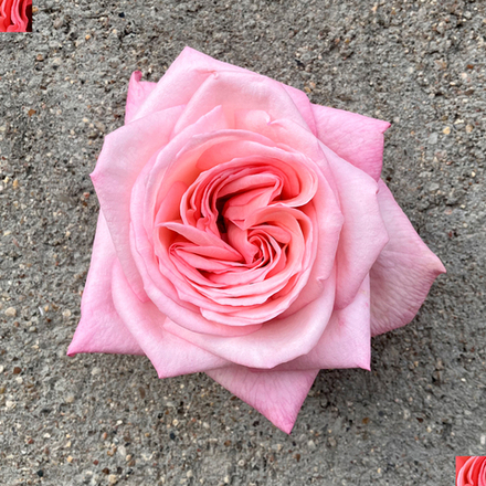 Пинк О’Хара (Pink O’Hara) — романтическая душистая роза