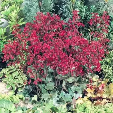 Гейхера кроваво-красная Корал Форест (Coral Forest) Коралловый лес р9