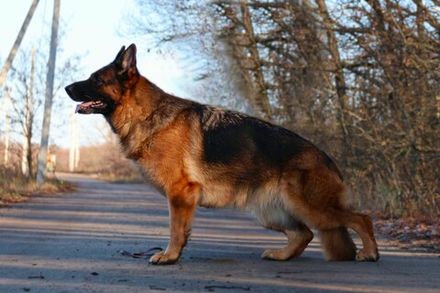 GOLDENE BIENENSTOCK ADALIN