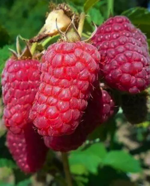 Малина Лячка- очень раннего срока созревания