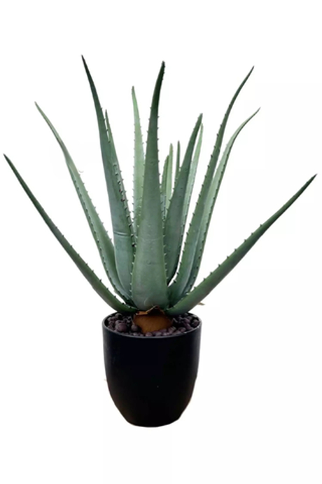 Алоэ в кашпо 50см