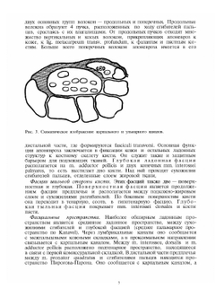 Хирургия кисти и пальцев | Б. Бойчев