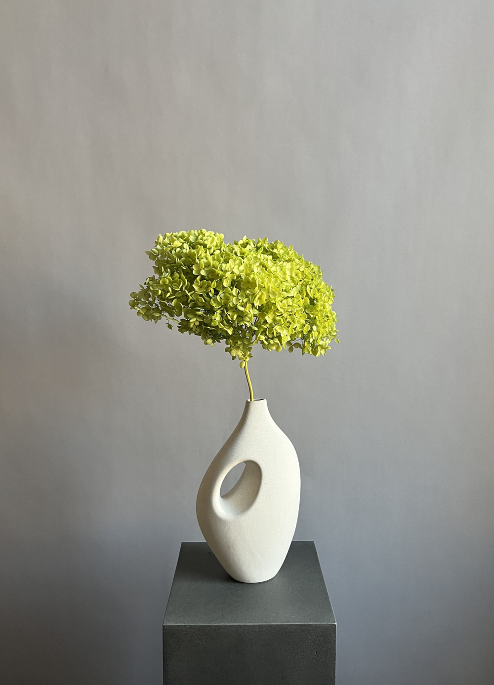 Гортензия стабилизированная салатовая