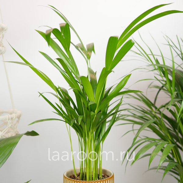 Хризалидокарпус 12/35