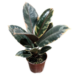 Фикус Эластика Белиз