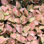 Аглаонема ANYAMANEE BABY PINK (A119)