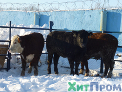 Комплекс убоя и переработки КРС до 20 голов/смена и МРС до 200 голов/смена. р. Татарстан