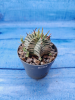 Euphorbia meloformis f. Variegated (Эуфорбия вариегатная)