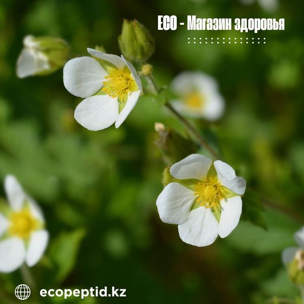 «Лапчатка белая»: природная поддержка щитовидной железы и гармонии организма