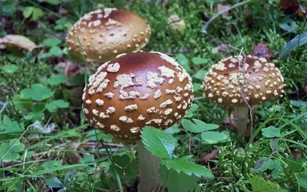 Пантерный королевский мухомор