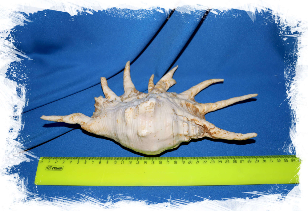 Раковина Лямбис трунката, Lambis truncata