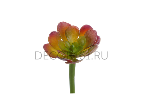 Мини-Суккулент Эониум Декорум зелёно-бордовый в-2,5, д-5 см 36/360 30.0616197BRG