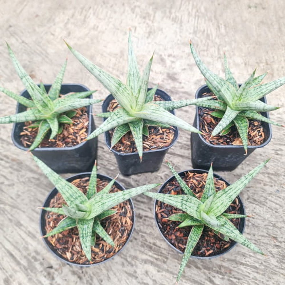 Сансевиерия MANDALICA