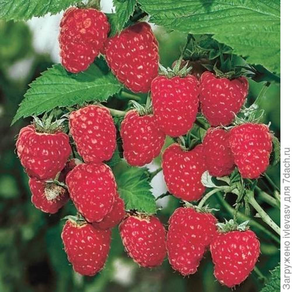 Малина ремонтантная Геракл