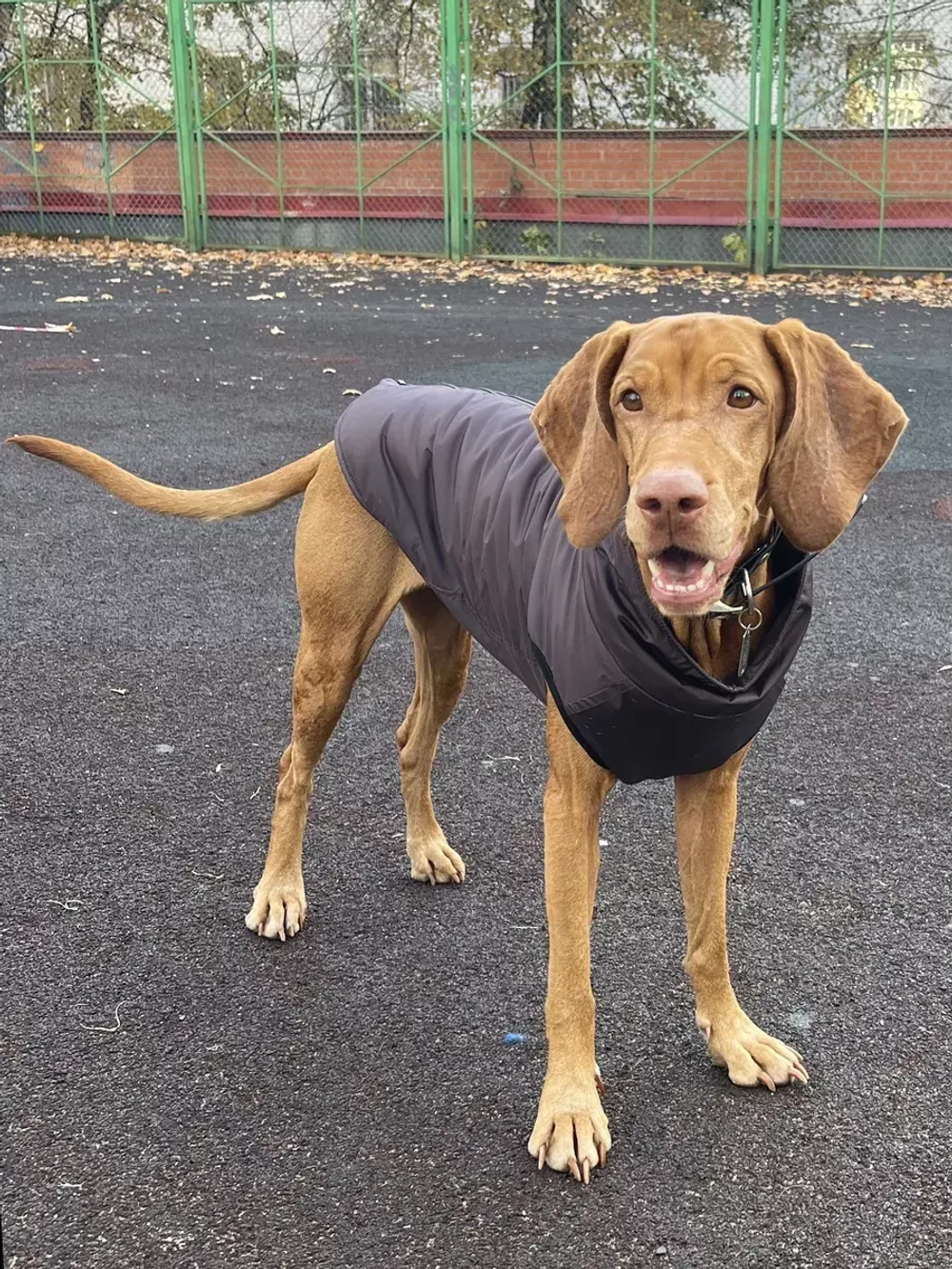 Жилет для собак мелких средних крупных пород