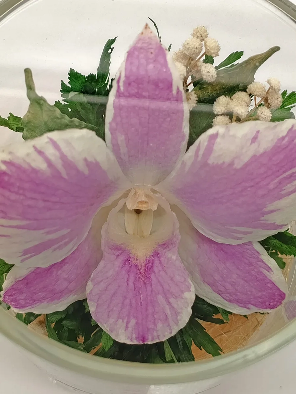 натуральные цветы в стекле, вакуум