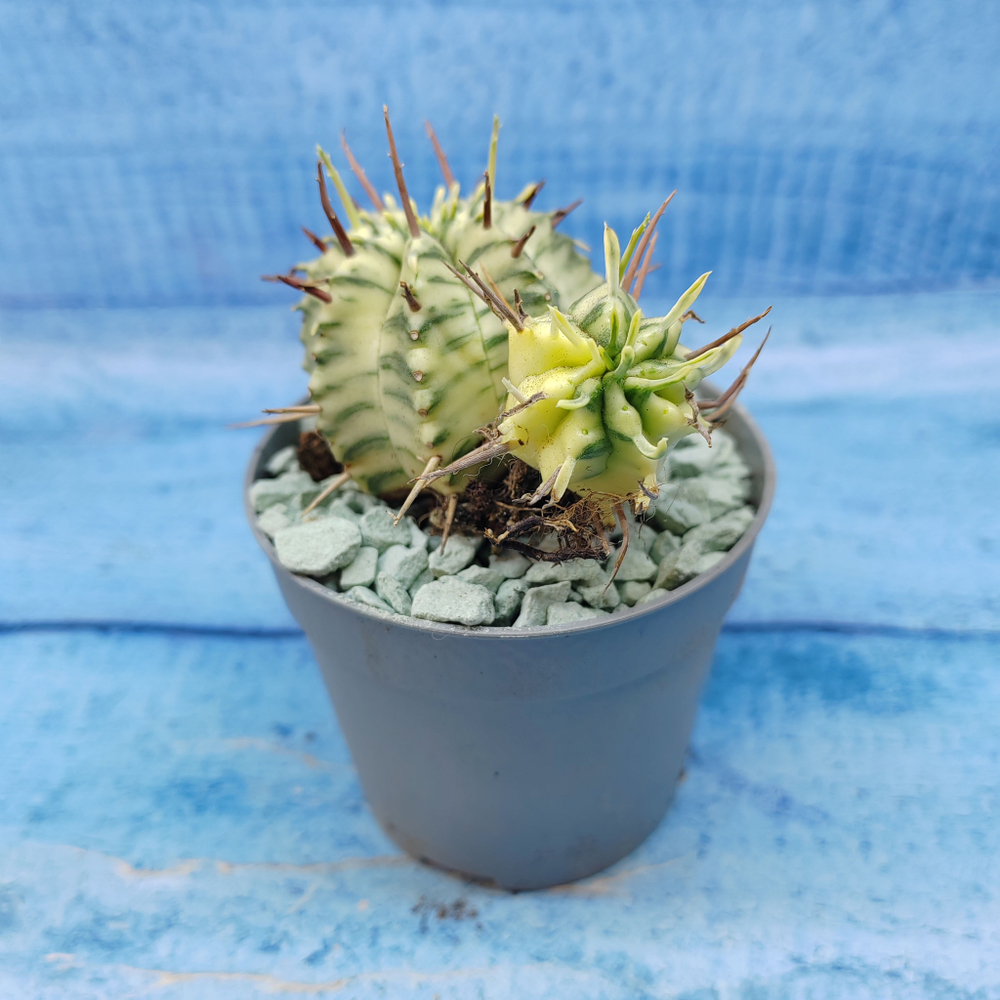 Euphorbia meloformis f. Variegated (Эуфорбия вариегатная)
