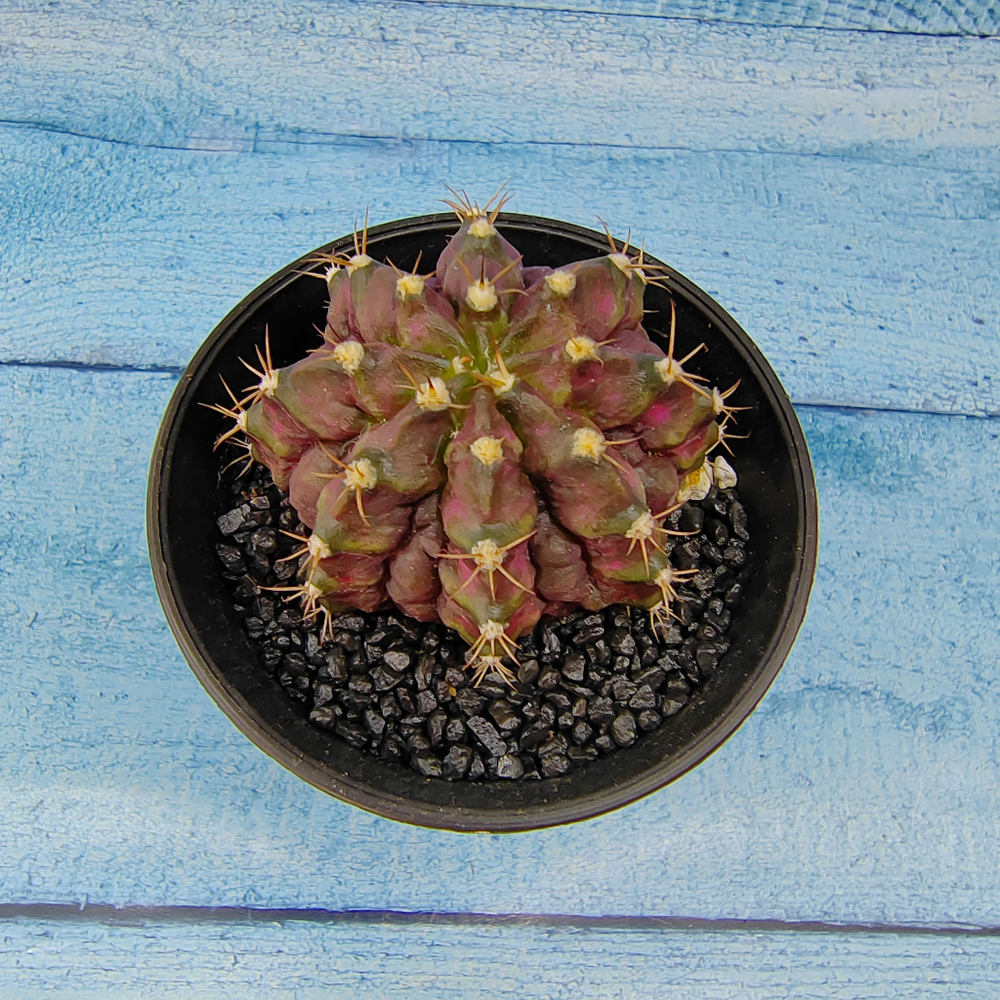 Gymnocalycium T-Rex Pink hybride (Гимнокалициум T-rex)