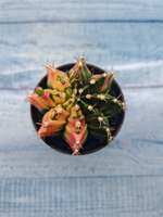 Gymnocalycium Variegata (Гимнокалициум Вариегатный)