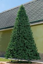 ель высотная "Клеопатра" пвх