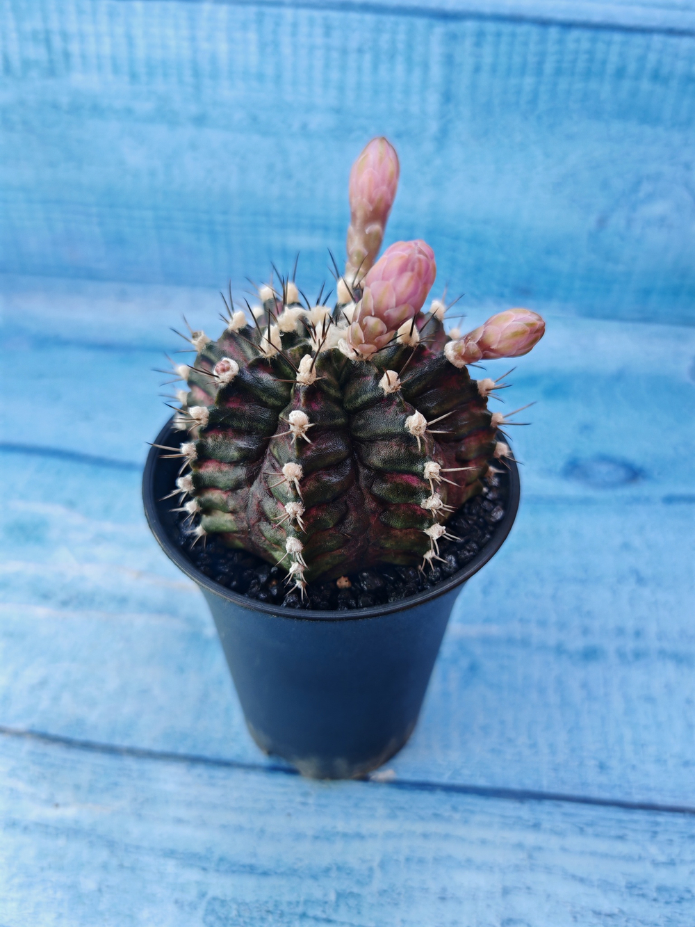 Gymnocalycium T-Rex Pink hybride (Гимнокалициум T-rex)