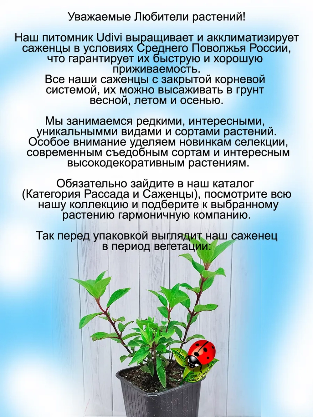 Гортензия Маленькая Любовь Литл Лав метельчатая